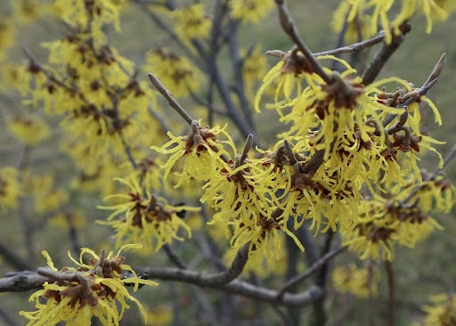 Plantes hiver- 14 à connaître