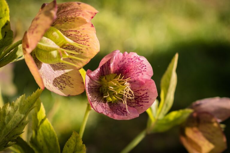 5 Vivaces pour un jardin fleuri toute l’année