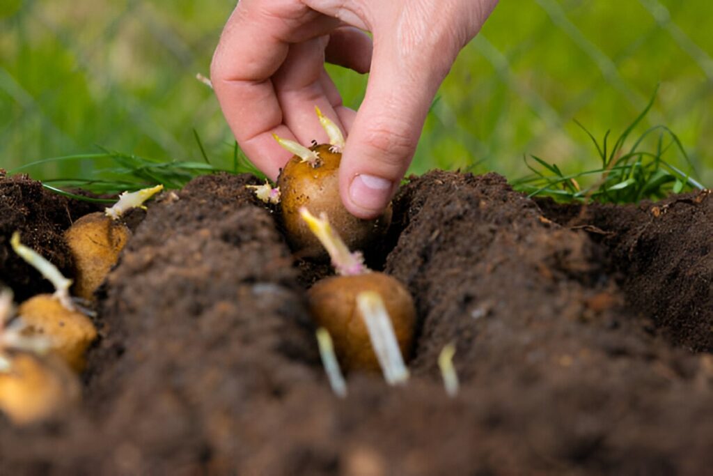 Planter des pommes de terre