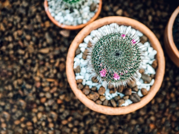 Mammillaria : Guide complet pour la culture et l'entretien.