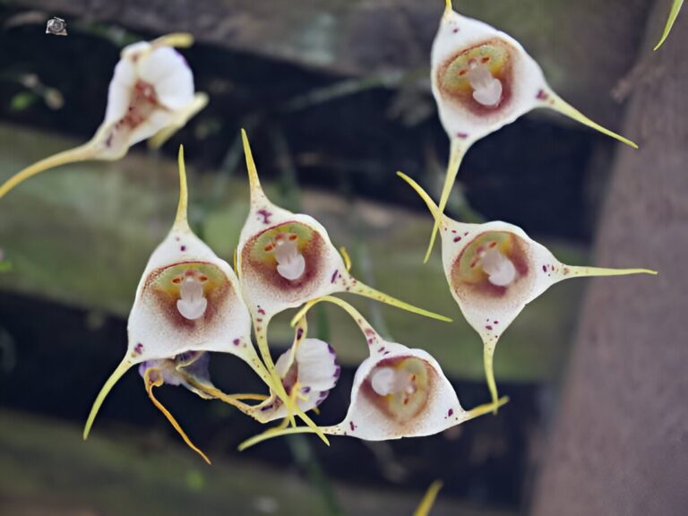 Fleurs rares :Orchidée