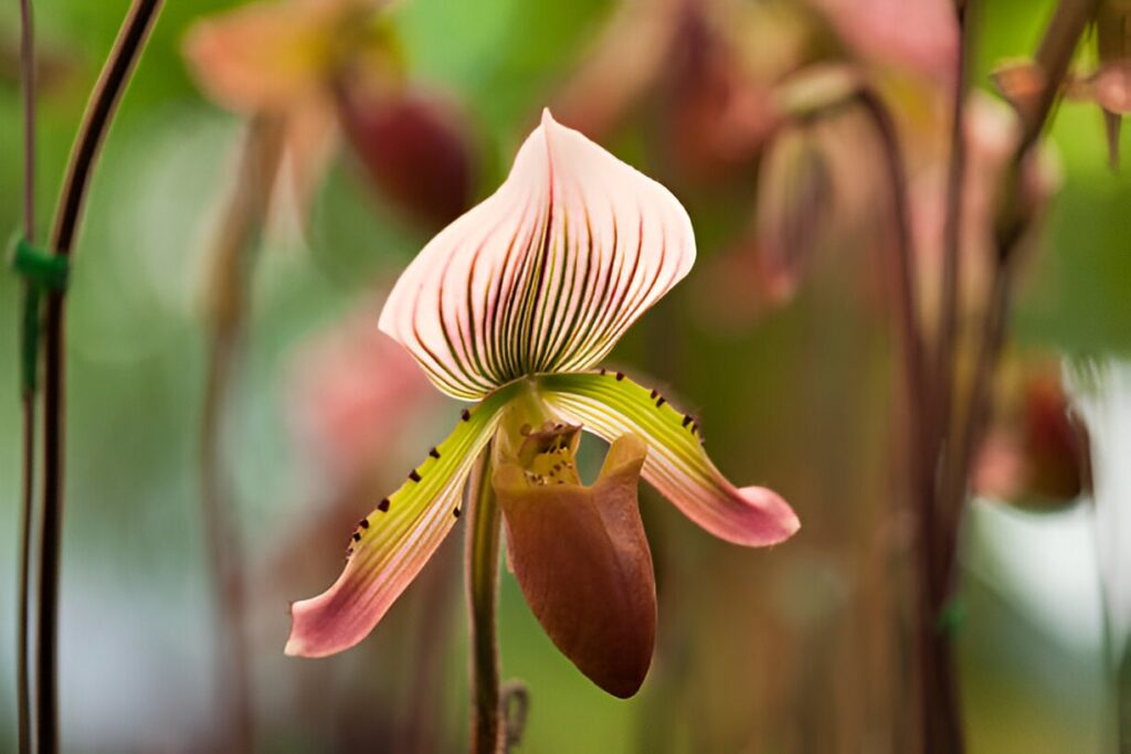 Fleurs rares : Sabot de vénus