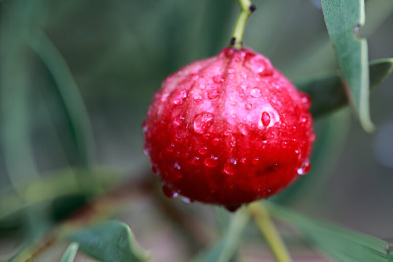 fruit en q :Quandong fruit commencant par q