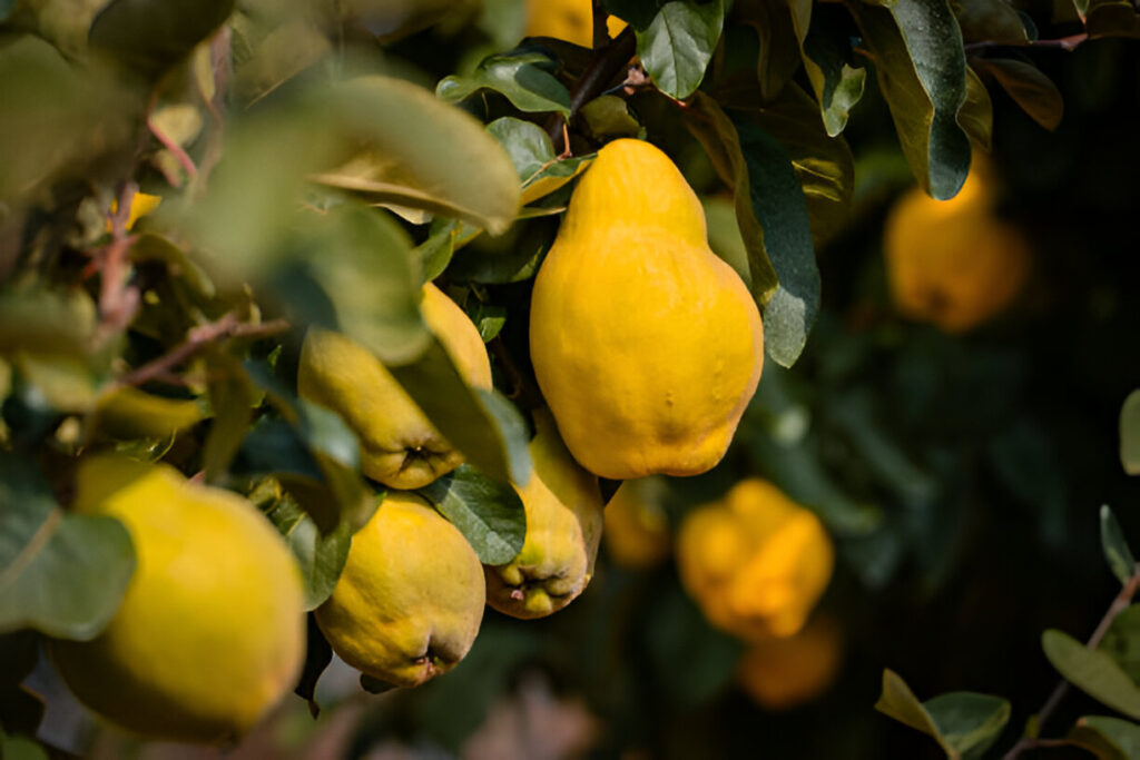 Fruit en q: Quince