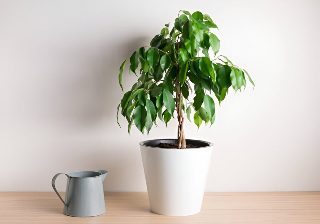 Ficus perd ses feuilles