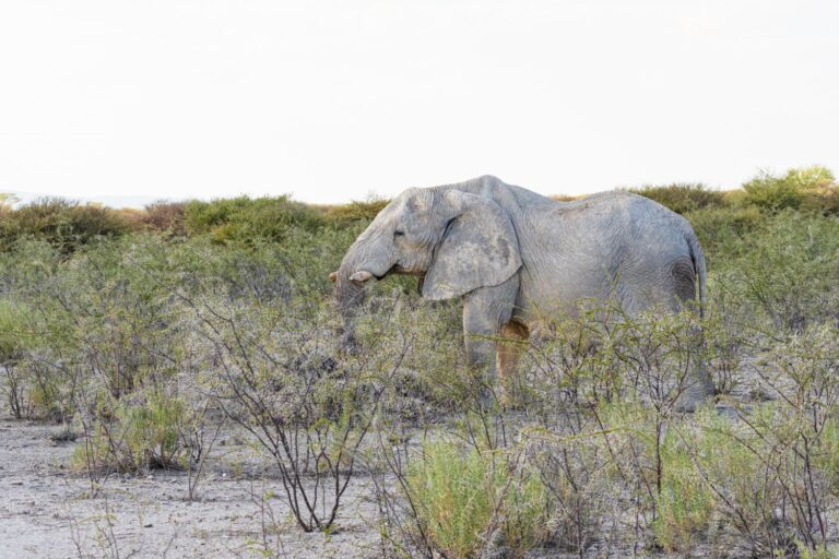 ahmed l’éléphant léléphant Ahmed