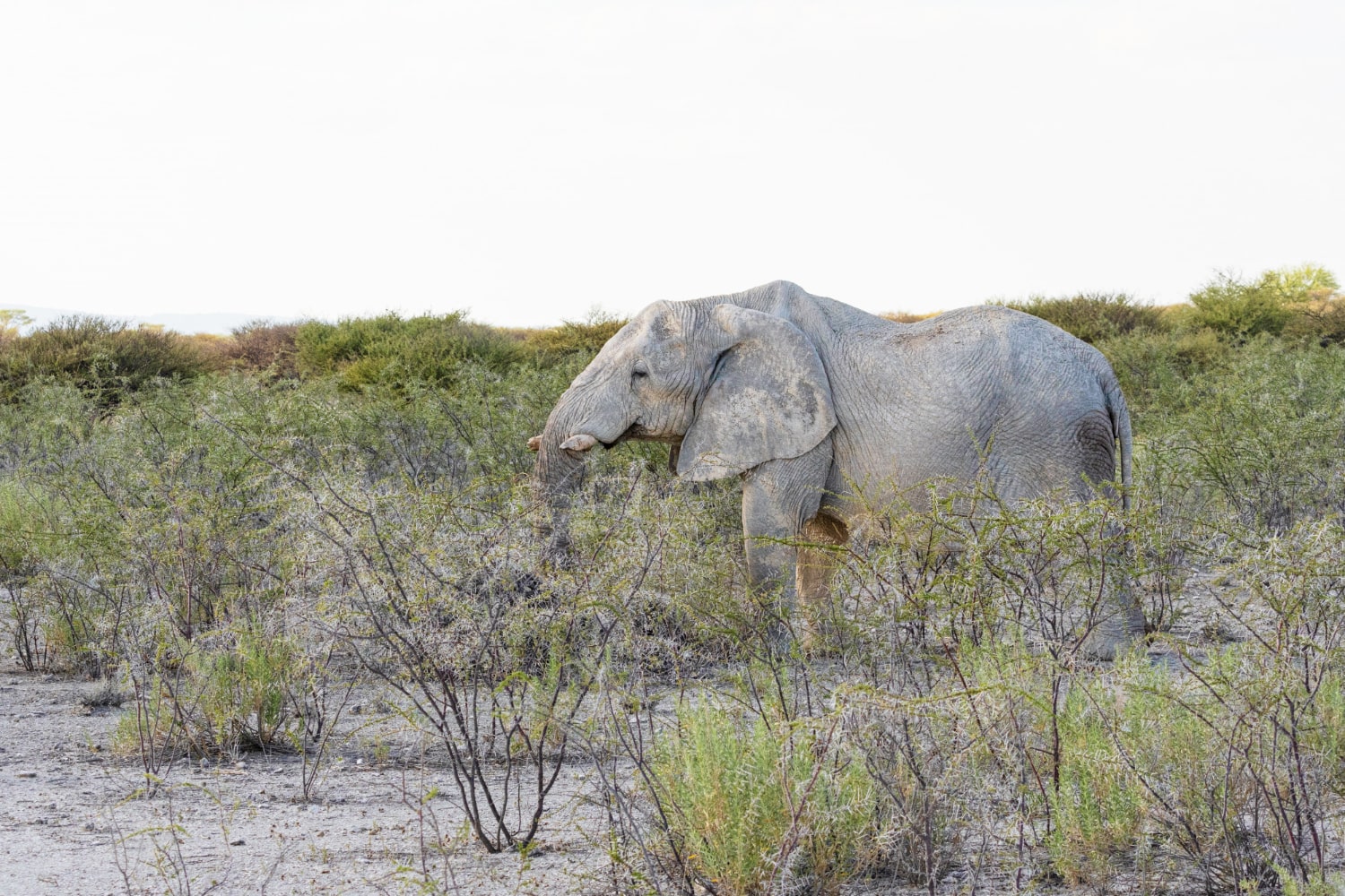 L’histoire d’Ahmed l’Éléphant, un Symbole de Protection