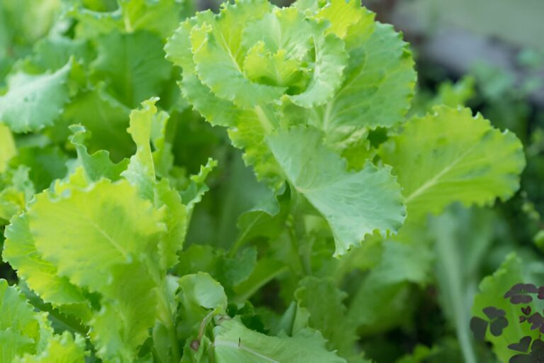 Légumes en X