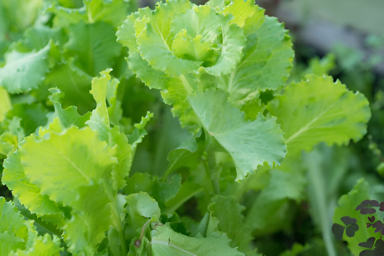 Légumes en X : variétés rares et nutrition insolite