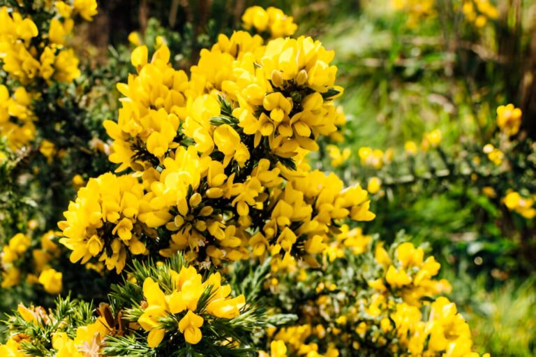 Fleurs en U : Découvrez 5 fleurs magnifiques à connaître absolument