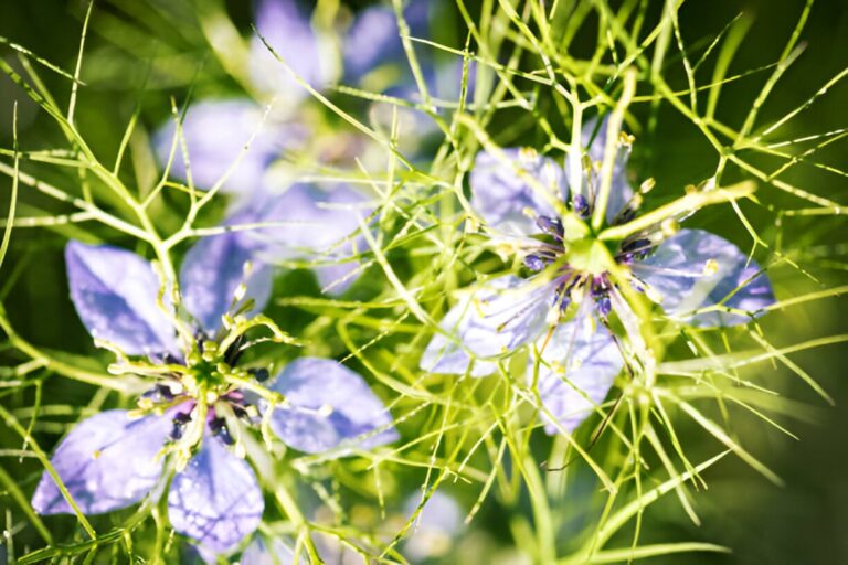 Fleurs en N : 7 variétés incontournables pour embellir votre jardin