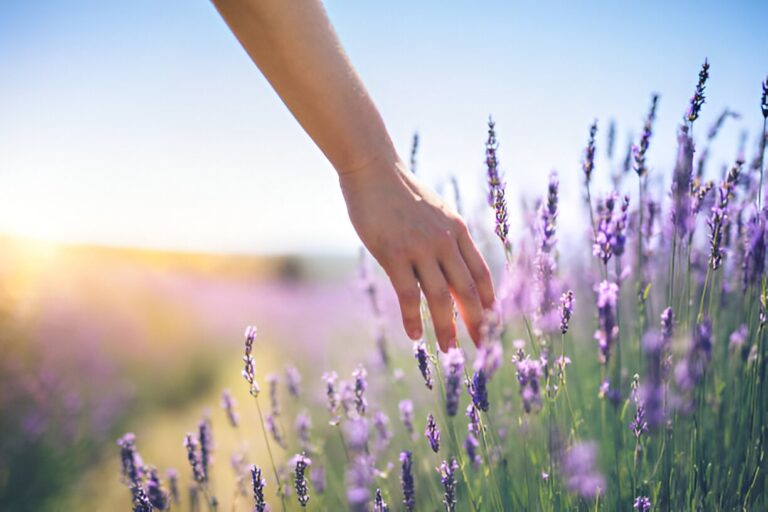 Fleurs en L : Top 6 des fleurs à planter pour un jardin charmant