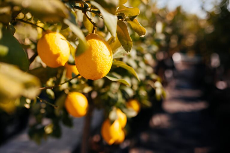 Citronnier malade ? 6 problèmes fréquents à repérer et soigner efficacement