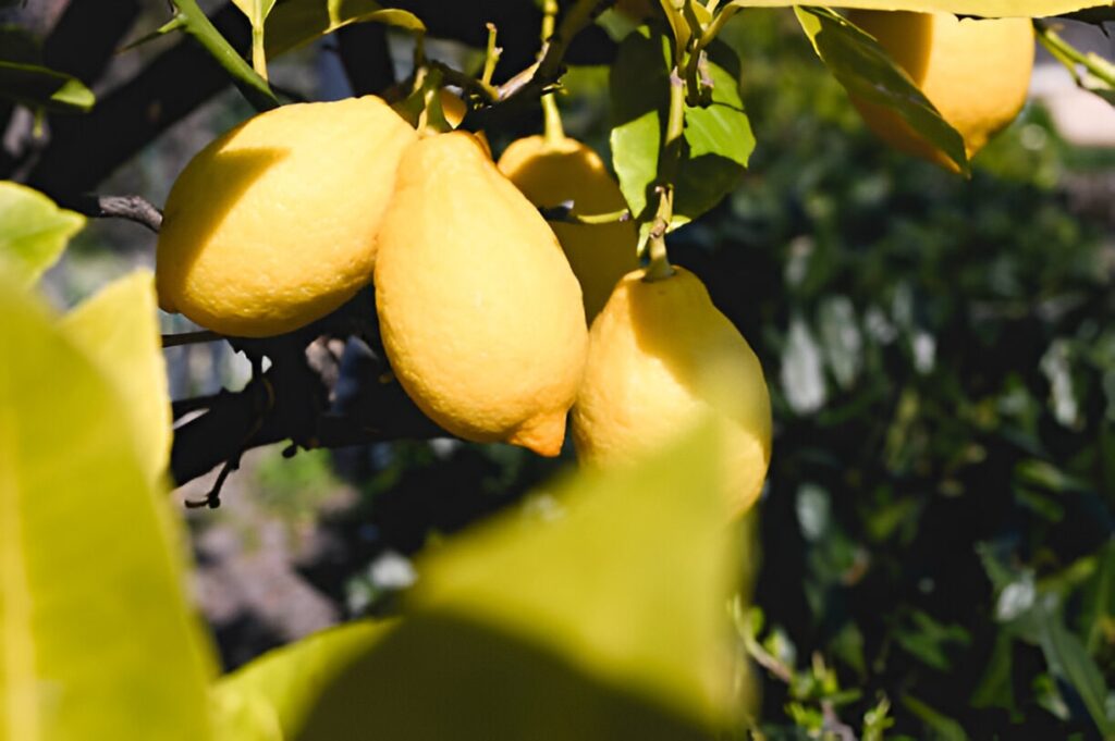 Citronnier malade ? 6 problèmes fréquents à repérer et soigner efficacement