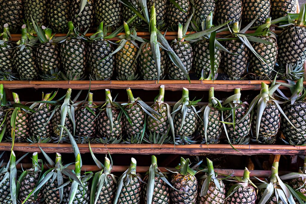 ANANAS UN FRUITS EN A