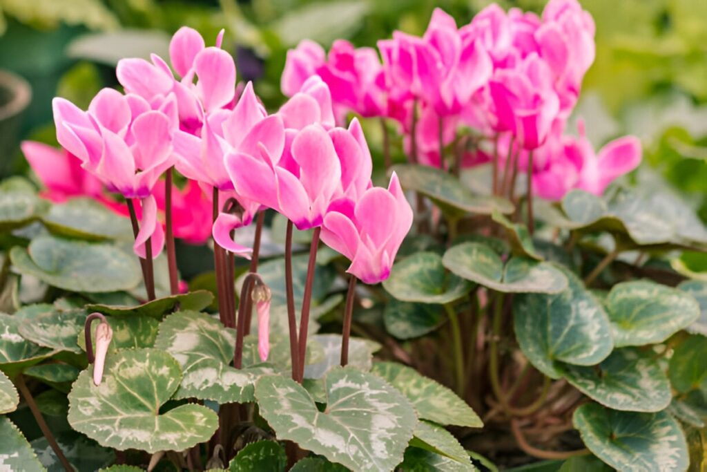 Cyclamen en culture 