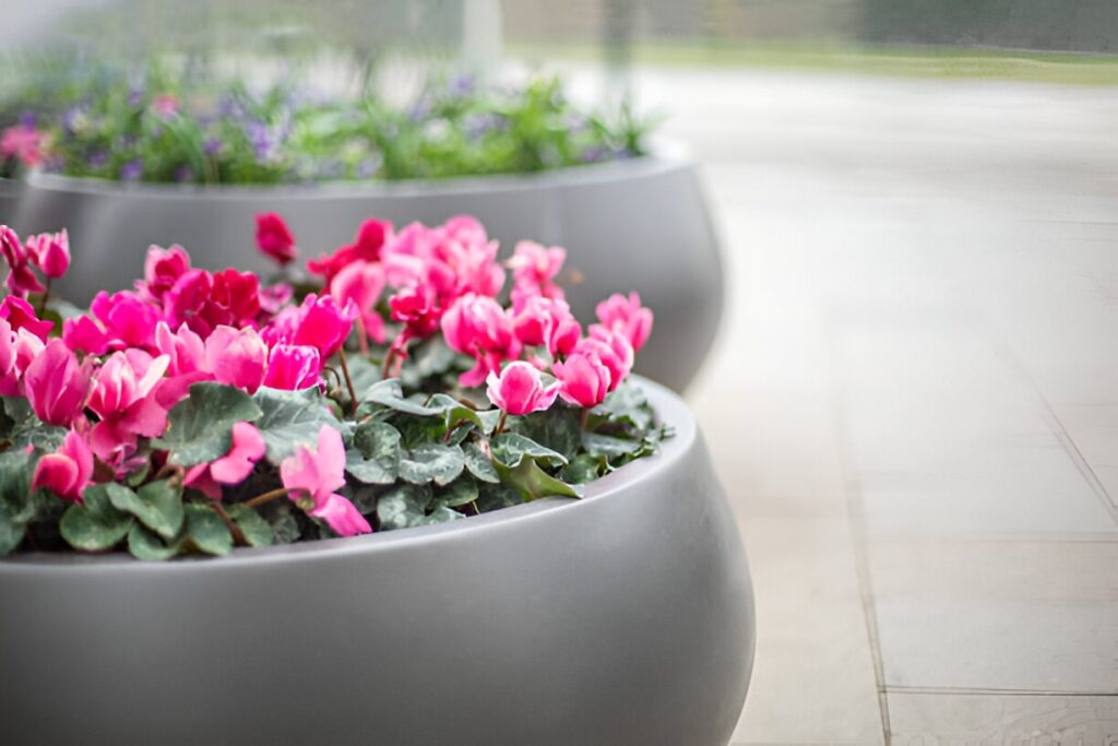 Surveillance cyclamen