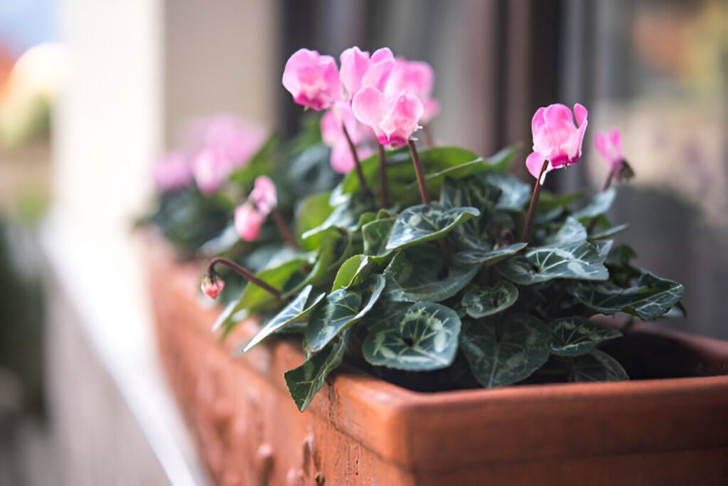 garder un cyclamen d'une année sur l'autre 