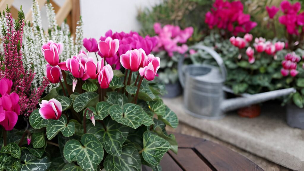 Cyclamen en croissance
