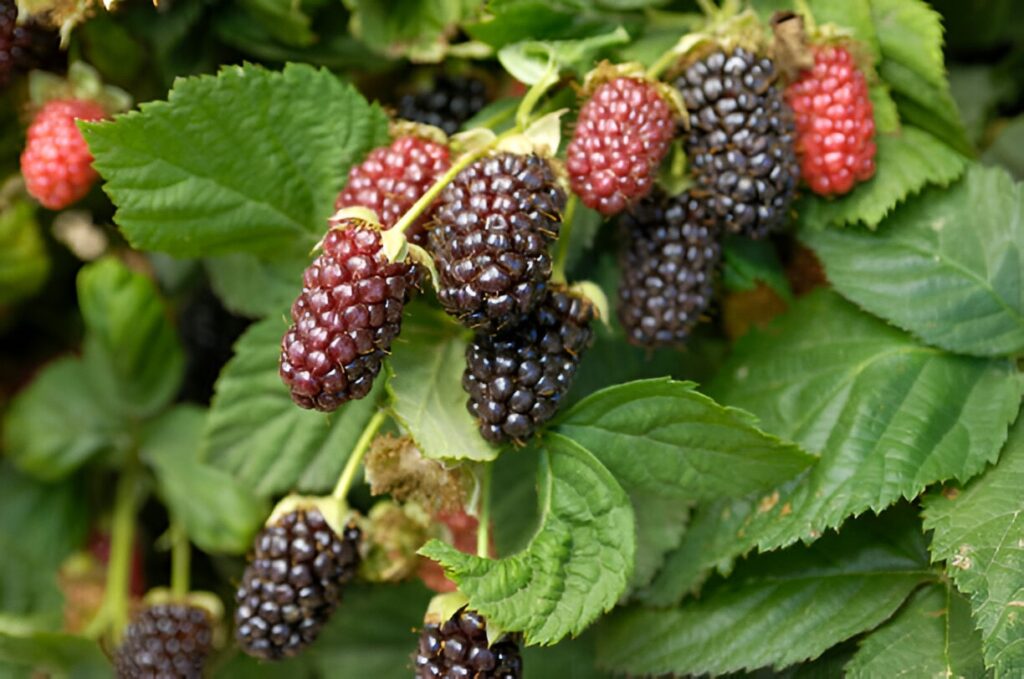 olallieberry un fruit rare 